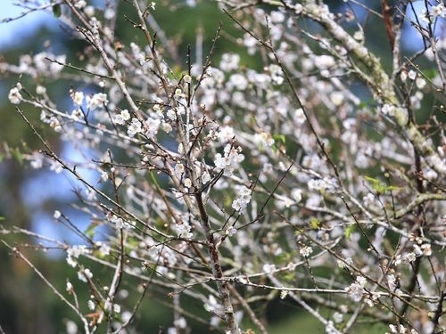 台南の山中でウメの開花始まる
