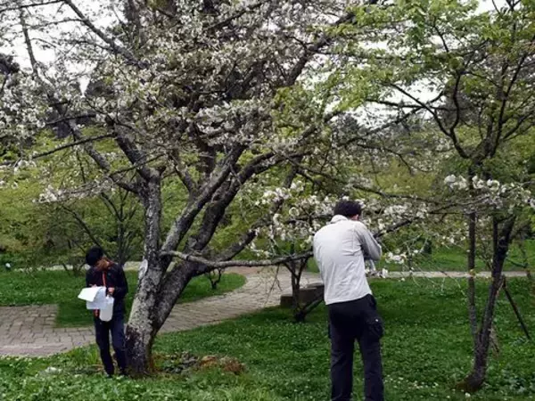 阿里山の桜を調査  図鑑として出版へ  嘉義大／台湾