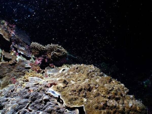 台湾最南端でサンゴが一斉産卵 海底が幻想的な 星空 に 年4月17日 エキサイトニュース