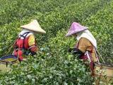 「低温による農業被害、約7億円  台中市に集中  大半は茶やナシ／台湾」の画像1
