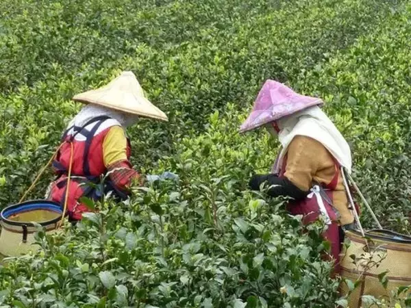 低温による農業被害、約7億円  台中市に集中  大半は茶やナシ／台湾
