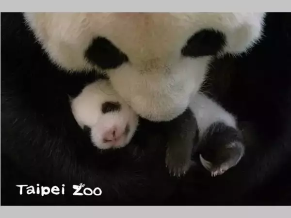 パンダの赤ちゃん、生後45日  体重2.5キロを突破＝台北市立動物園／台湾