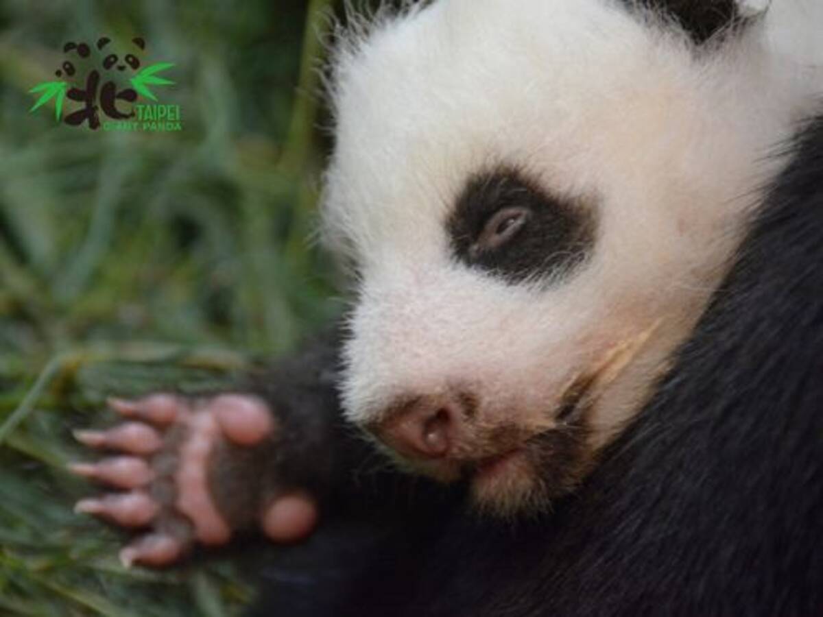 赤ちゃんパンダの名前 候補6つを発表 投票で最終決定へ 台湾 年8月17日 エキサイトニュース