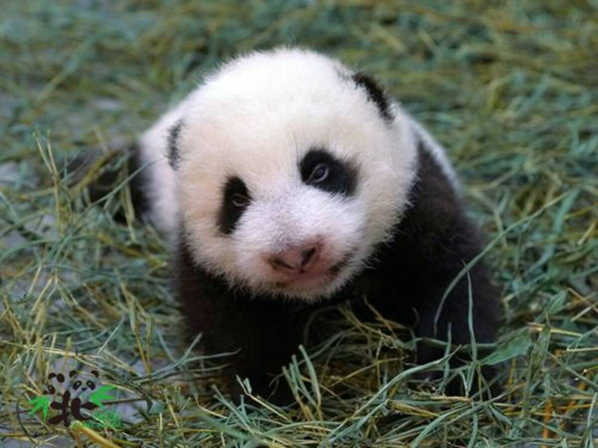 赤ちゃんパンダ 円宝 と命名 ネット投票で決まる 台北動物園 台湾 年9月1日 エキサイトニュース