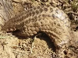 親と喧嘩して庭に穴を掘り始めた少年 6年かけて立派な地下部屋を作り上げる スペイン 動画あり 21年6月2日 エキサイトニュース 親と喧嘩して庭に穴を掘り始めた少年 6年かけて立派な地下部屋を作り上げる スペイン 動画あり 21年6月2日 エキサイトニュース