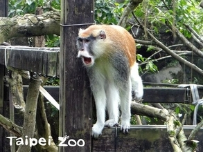 台北動物園のサルが脱走  「近付かないで」  園が呼び掛け／台湾