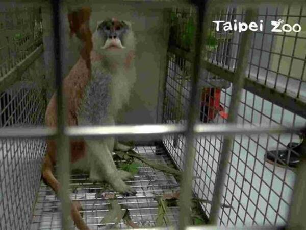 サル脱走 リンゴをエサに捕獲成功 台湾 台北市立動物園 2021年3月18日 エキサイトニュース