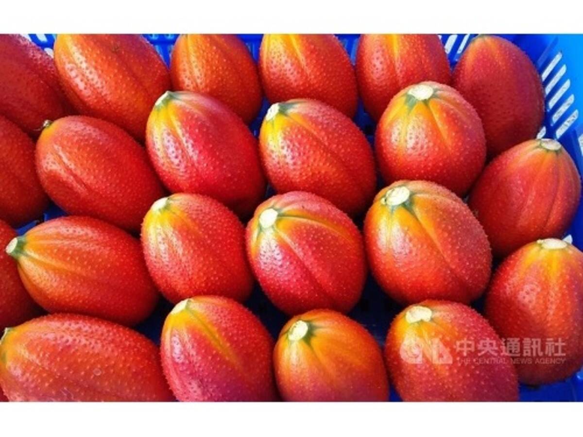 台東のナンバンカラスウリ新品種 技術移転で生産拡大へ 台湾 21年7月12日 エキサイトニュース