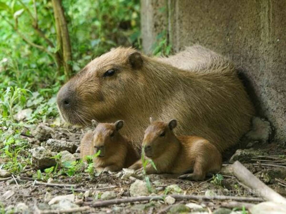 カピバラ 妹妹 双子赤ちゃん出産 しっかり世話 台湾 台北市立動物園 21年8月24日 エキサイトニュース