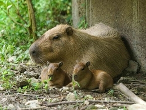 カピバラ「妹妹」、双子赤ちゃん出産  しっかり世話  台湾・台北市立動物園