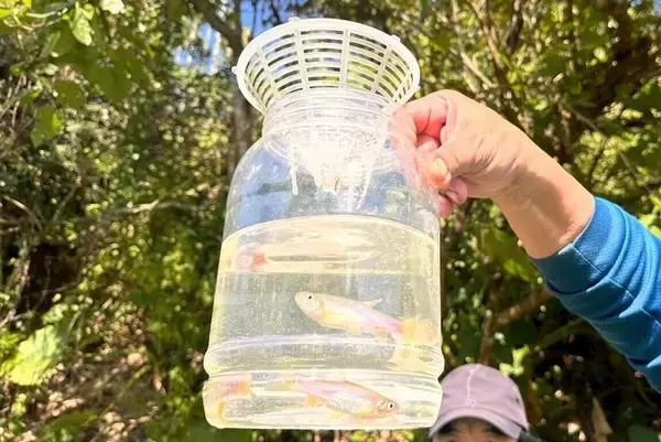 姿を消しつつあった淡水魚「スイシャモロコ」、持続可能な環境整備で個体数増加／台湾