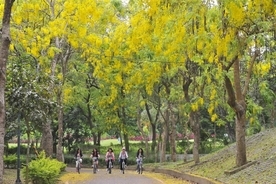 台湾・台南でゴールデンシャワーが開花 木々が黄色に染まる