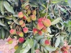 高級ライチ「玉荷包」、間もなく収穫期　高雄市、海外輸出にも注力