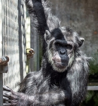 チンパンジー2匹が一時脱走　台北市立動物園　飼育員の施錠に不備か／台湾