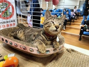 全盲の元野良猫、地域に保護され新たなスタート 命の授業で“指導助手”務める／台湾