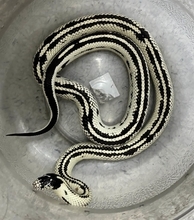 台北メトロの車内にヘビ　ペットか　飼い主見つかれば過料科す方針／台湾