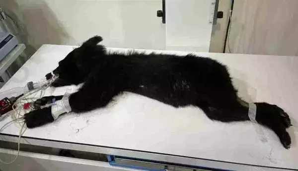 花蓮県の山村にツキノワグマ　初めて出没　栄養不良で処置受ける／台湾