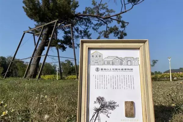 皇族が植樹した松  枯れ木を活用して記念品制作へ／台湾・台南