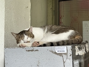 台中市山間部の派出所、猫のおかげでヘビ減少　職員にネズミの「恩返し」も／台湾