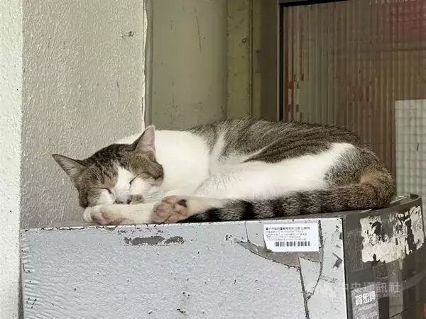 台中市山間部の派出所、猫のおかげでヘビ減少　職員にネズミの「恩返し」も／台湾