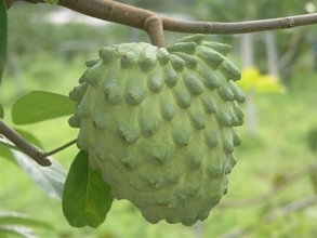 バンレイシやアテモヤが旬　生産量は昨年比47％増の見込み／台湾