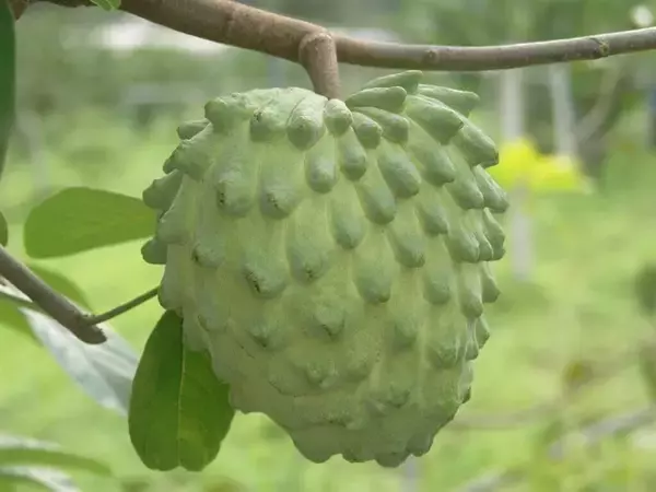 バンレイシやアテモヤが旬　生産量は昨年比47％増の見込み／台湾