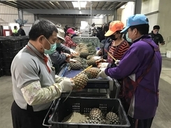 高雄産パイナップルの対日輸出量、昨年比約3倍見込む＝市農業局／台湾