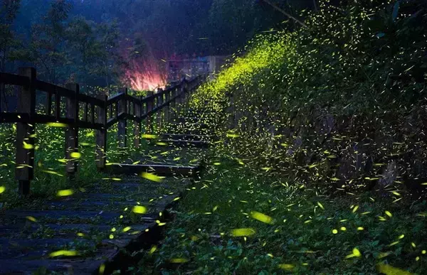 嘉義県の山間部、雨の後にホタルが大発生　幻想的な光景広がる　観賞シーズン到来／台湾