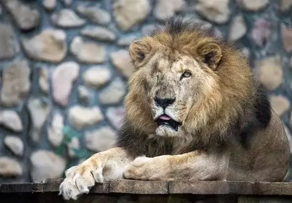 高雄・寿山動物園のアフリカライオン　「二哥」が死ぬ　23歳／台湾