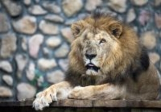 高雄・寿山動物園のアフリカライオン　「二哥」が死ぬ　23歳／台湾