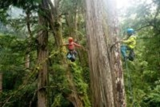 高さ65メートル以上の巨木  約10年で23本が「消失」／台湾