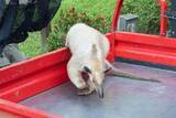 「台北市立動物園のアリクイが見つかる　行方不明から1週間／台湾」の画像1