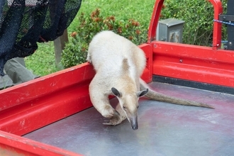 台北市立動物園のアリクイが見つかる　行方不明から1週間／台湾