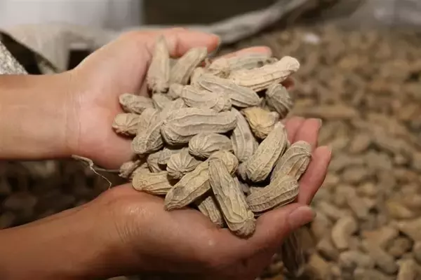 大雨による農業被害、台湾全土で約6億6000万円 　損失額は落花生が最多