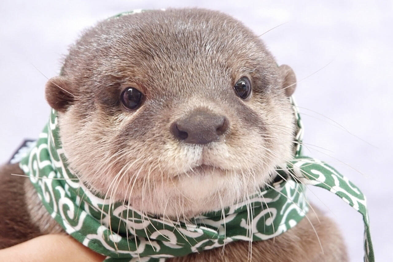 圧倒的かわいさで人気沸騰 カワウソ の魅力てんこ盛り企画展が開催 17年7月6日 エキサイトニュース