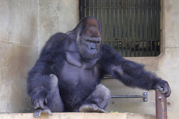 動物園のゴリラは残り頭 イケメン イクメンのシャバーニ兄弟が救世主 17年7月16日 エキサイトニュース