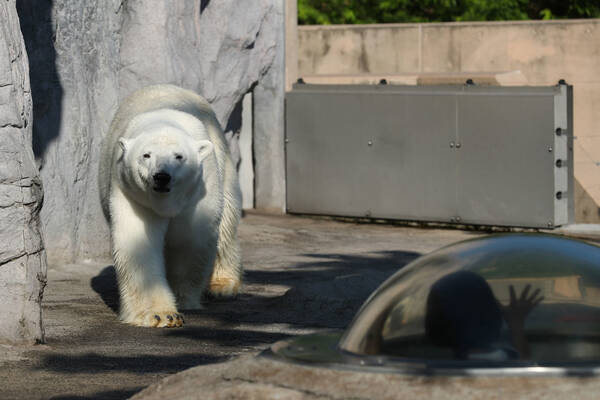 50周年の旭山動物園 大ブーム後も好調 一発芸人では長く愛し続けてもらえない 17年7月15日 エキサイトニュース