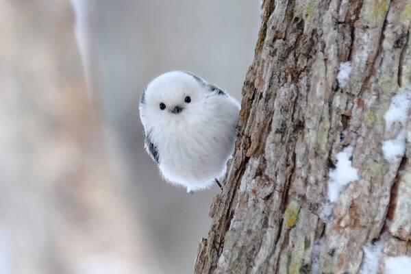 天使すぎる鳥 雪の妖精 と話題沸騰中 シマエナガちゃんを知っていますか 18年3月26日 エキサイトニュース