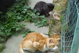 ウジがわいた頭のない三毛猫の毛皮が庭先に、猫の「惨殺死体遺棄」終わらぬ悪夢