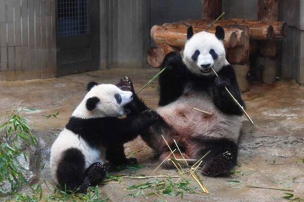 シャンシャンに会うおすすめ時間は 上野動物園に毎日通う達人に聞いてみた 18年7月27日 エキサイトニュース