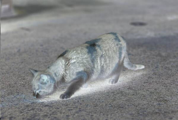 動物虐待 鉛弾撃ち込まれ糞尿垂れ流しになる猫も 見えざる ハンター の薄気味悪さ 19年3月7日 エキサイトニュース