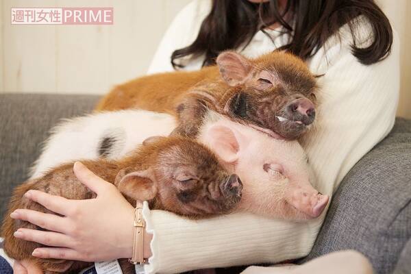 天使みたいにかわいい 日本初 マイクロブタ と触れ合えるカフェが誕生 19年4月21日 エキサイトニュース