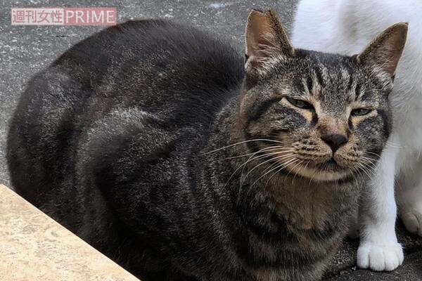 東京 小岩 猫8匹が連続不審死 苦しみ悶える姿に涙 看取った住民の悲痛 21年2月3日 エキサイトニュース