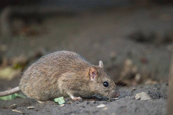 中国の妊婦が悲鳴 食パンの箱から生きたネズミ 中は糞まみれ 進まぬ衛生概念 21年5月13日 エキサイトニュース