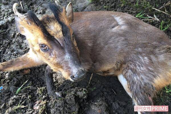 東京に向けて北上中 キョン大繁殖で被害拡大も 命乞いして鳴き叫ぶ 駆除への葛藤 21年10月22日 エキサイトニュース