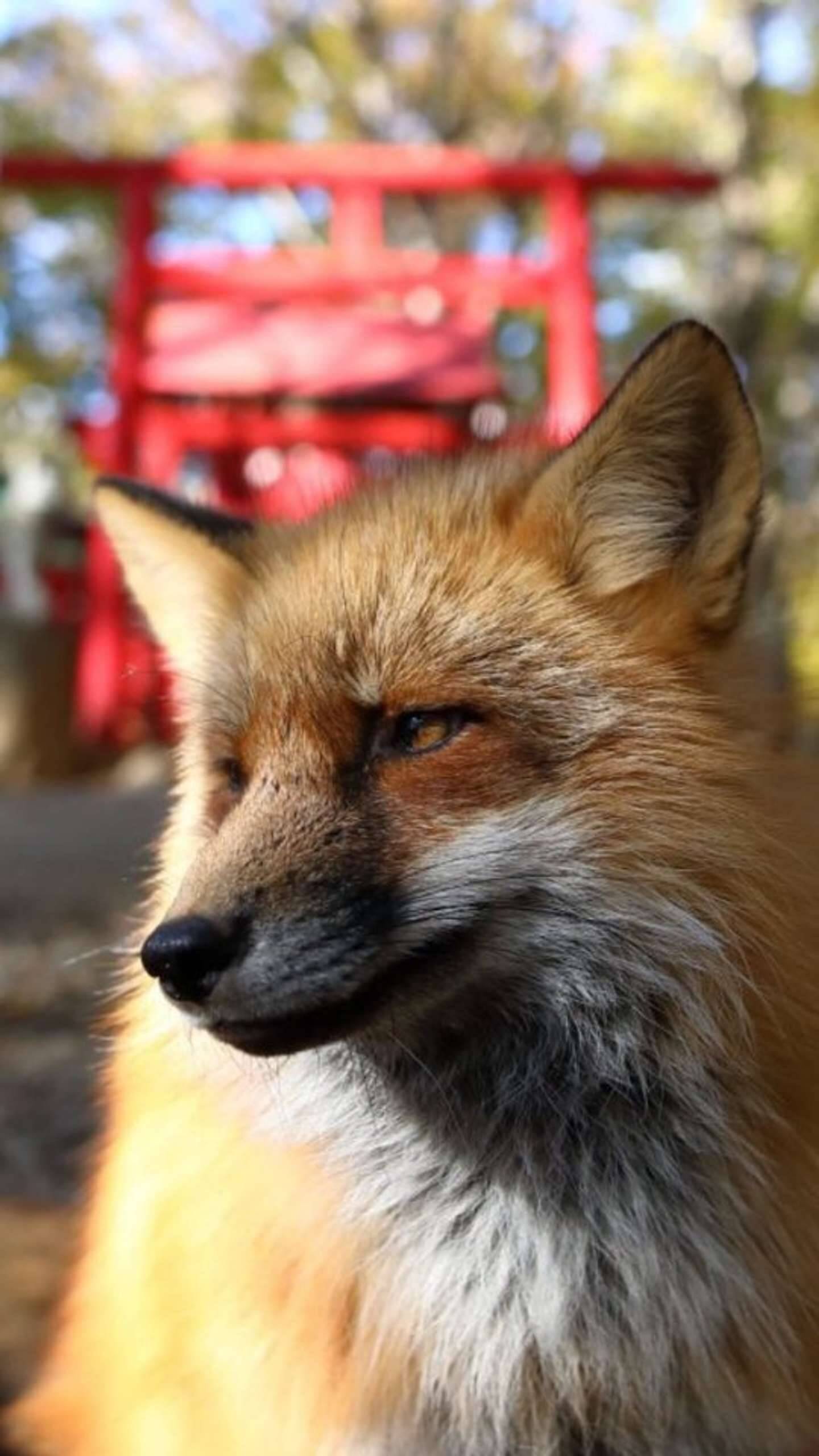 お稲荷様のおつかいが ケンカ中 石像から飛び出してきたみたいなキツネたちが激写される 22年8月日 エキサイトニュース