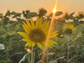 〝今年最後のヒマワリ〟9月下旬に見ごろ迎える　秋めく横須賀・ソレイユの丘で、夏の延長戦