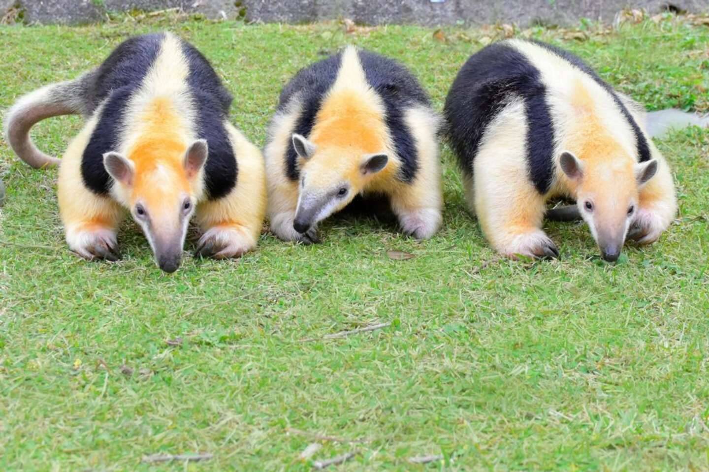 みんなで カバディ してるみたい 全てのミナミコアリクイが威嚇のポーズをしている奇跡の空間 が激写される 22年11月16日 エキサイトニュース