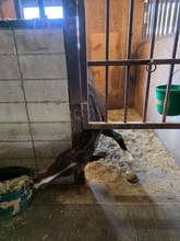 執念を感じる...食いしん坊なサラブレッドに6.1万人ほっこり　「こんな姿勢が出来るんですね」「意外と柔らかいなぁ?！」