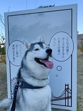 「ぐうの音も出ないとはこのことか」　あざとさ限界突破のハスキーに21万人おてあげ